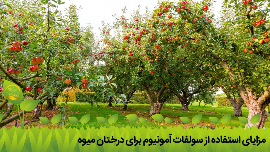 استفاده از سولفات آمونیوم برای درختان میوه