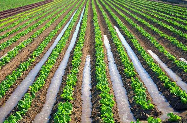 آبیاری سطحی زمین کشاورزی
