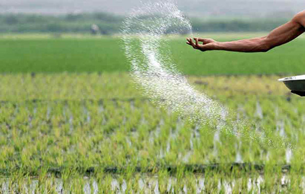 آماده سازی زمین برای کاشت برنج