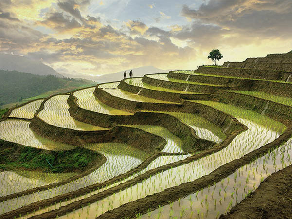آماده سازی زمین برای کاشت برنج