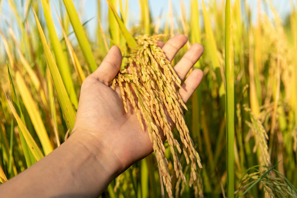 زمان کاشت برنج