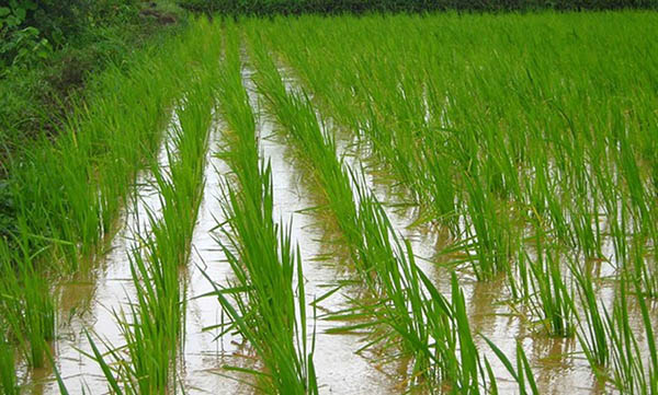 آبیاری برنج