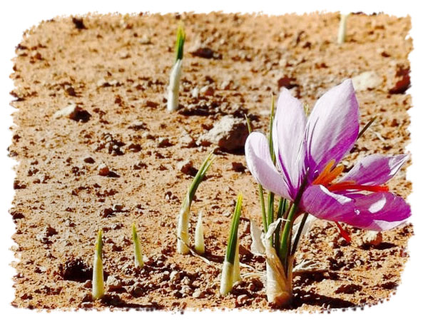 آماده سازی زمین برای کاشت زعفران