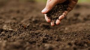 فروش کود مرغی