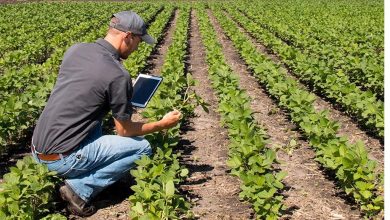 فروش سلوپتاس | خرید سلوپتاس (سولفات پتاسیم) با بالاترین کیفیت فروش سلوپتاس | خرید سلوپتاس (سولفات پتاسیم) با بالاترین کیفیت